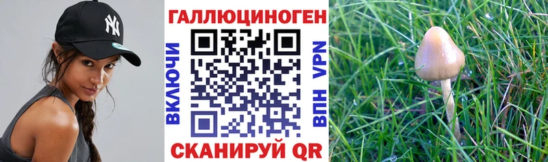 Галлюциногенные грибы мицелий  сайты даркнета формула  Ачхой-Мартан  хочу  